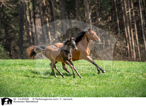 Romanian Warmblood / VJ-05506