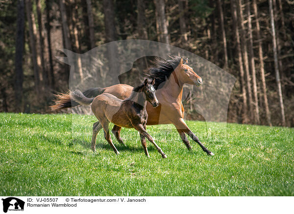 Romanian Warmblood / VJ-05507