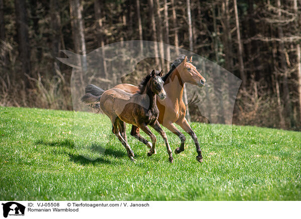 Romanian Warmblood / VJ-05508