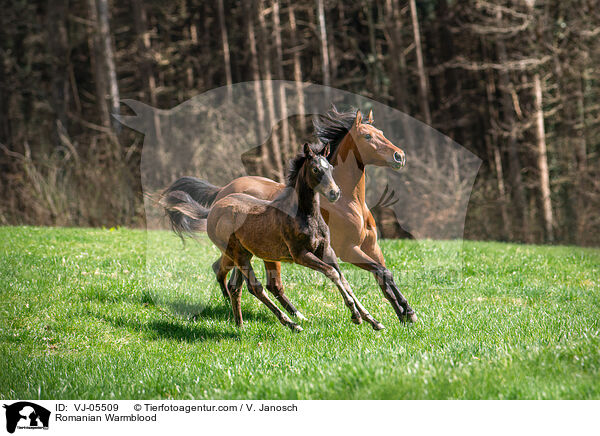 Rumnisches Warmblut / Romanian Warmblood / VJ-05509