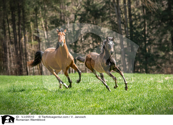 Rumnisches Warmblut / Romanian Warmblood / VJ-05510