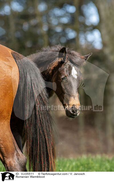 Romanian Warmblood / VJ-05511