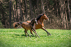 Romanian Warmblood