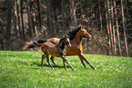 Romanian Warmblood