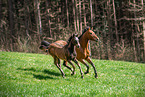 Romanian Warmblood