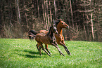 Romanian Warmblood