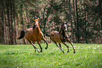 Romanian Warmblood