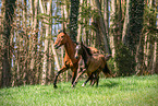 Romanian Warmblood