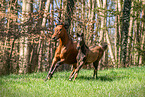 Romanian Warmblood