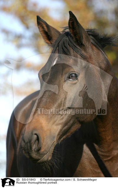 Russian thoroughbred portrait / SS-01843