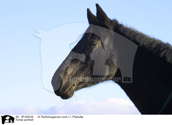 Sachsen Anhaltiner Portrait / horse portrait / IP-00034