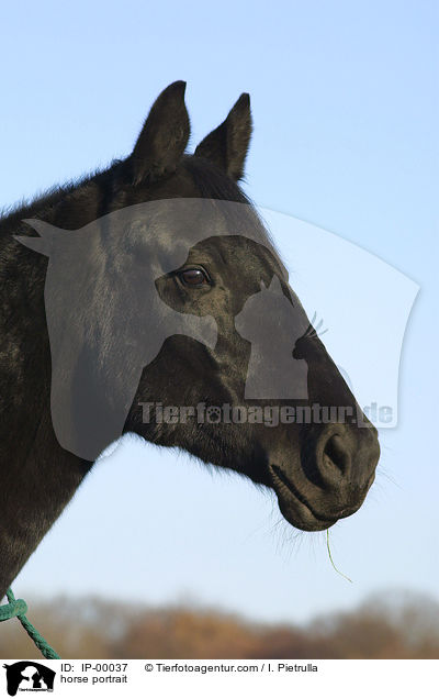 Sachsen Anhaltiner Portrait / horse portrait / IP-00037