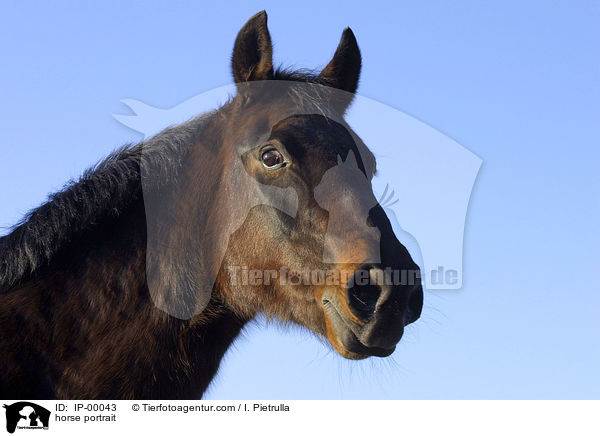 Sachsen Anhaltiner Portrait / horse portrait / IP-00043
