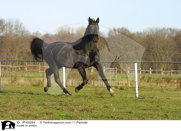 horse in action / IP-00054