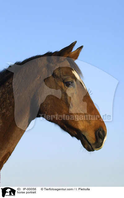 Sachsen Anhaltiner Portrait / horse portrait / IP-00056