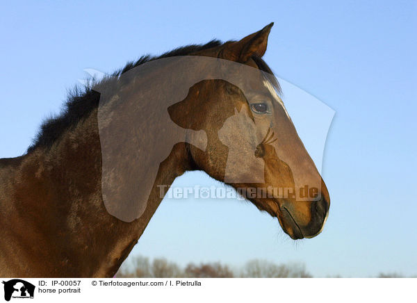 horse portrait / IP-00057