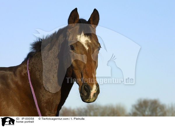 Sachsen Anhaltiner Portrait / horse portrait / IP-00058