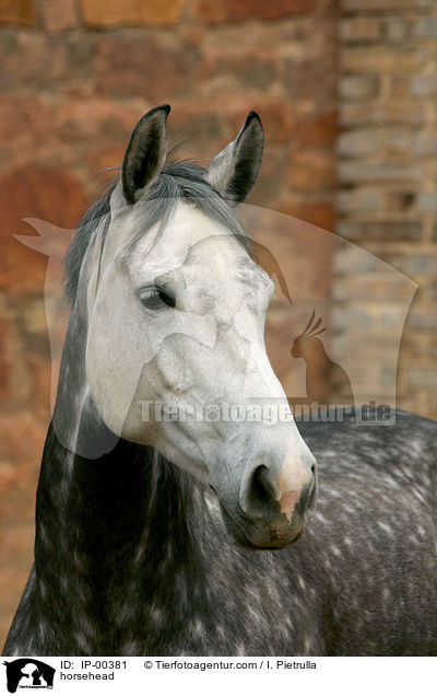 Pferd im Portrait / horsehead / IP-00381