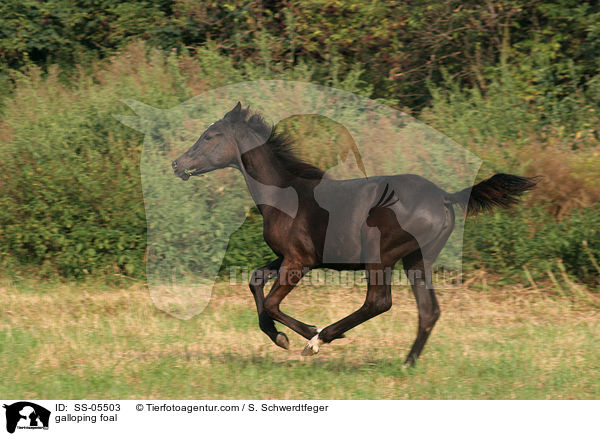 Fohlen im Galopp / galloping foal / SS-05503