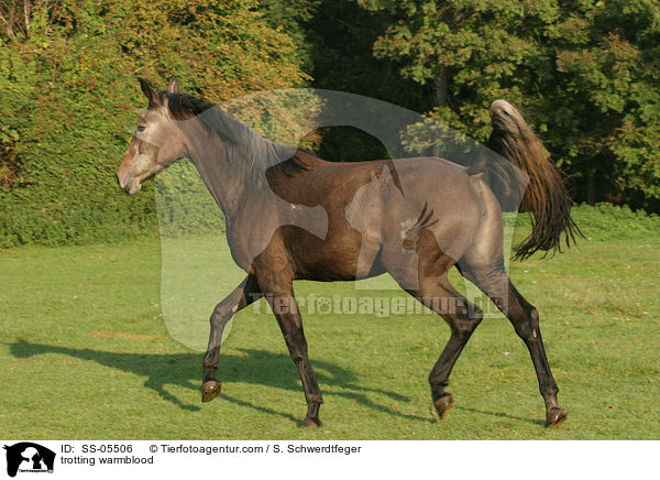 trotting warmblood / SS-05506