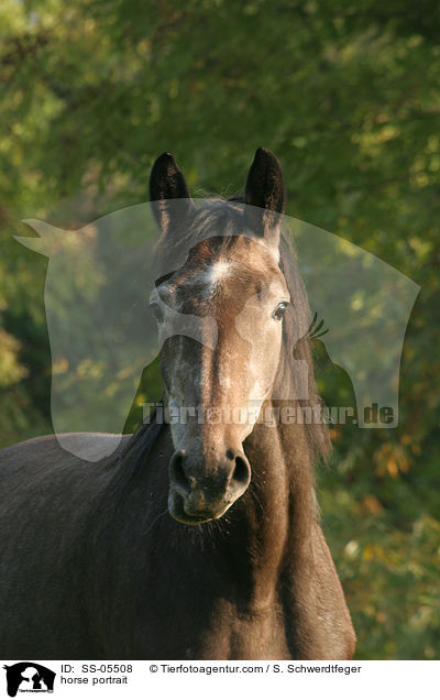 Warmblut Portrait / horse portrait / SS-05508