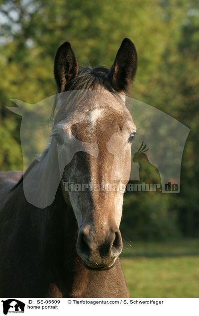 Warmblut Portrait / horse portrait / SS-05509
