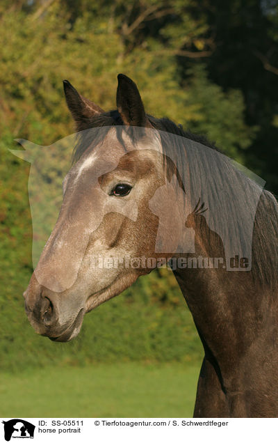 Warmblut Portrait / horse portrait / SS-05511