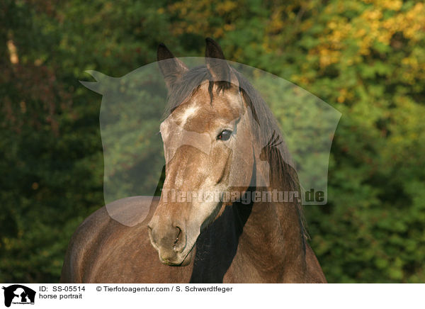 Warmblut Portrait / horse portrait / SS-05514