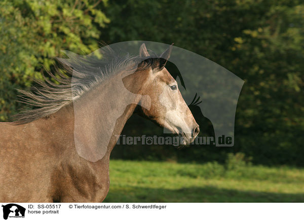 Warmblut Portrait / horse portrait / SS-05517