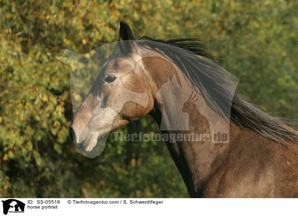horse portrait / SS-05518