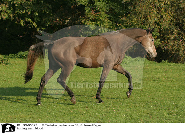 Warmblut im Trab / trotting warmblood / SS-05523