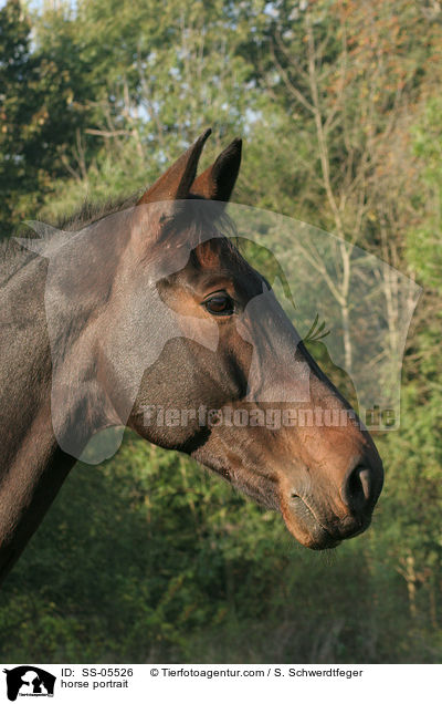 horse portrait / SS-05526