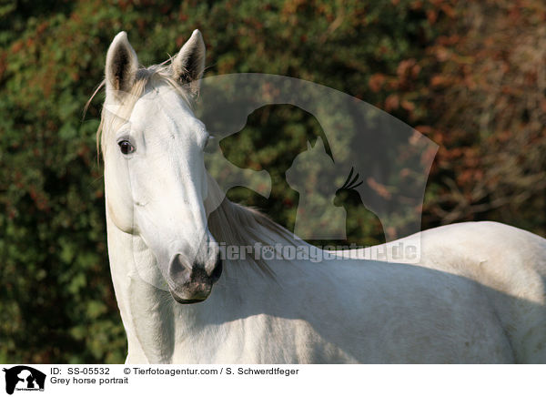 Schimmel Portrait / Grey horse portrait / SS-05532