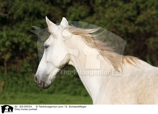 Schimmel Portrait / Grey horse portrait / SS-05534