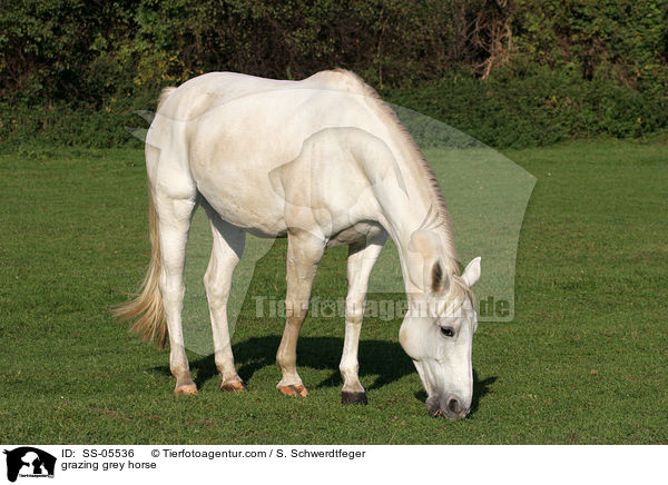grasender Schimmel / grazing grey horse / SS-05536