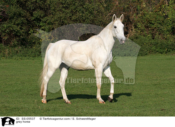 Schimmel / grey horse / SS-05537