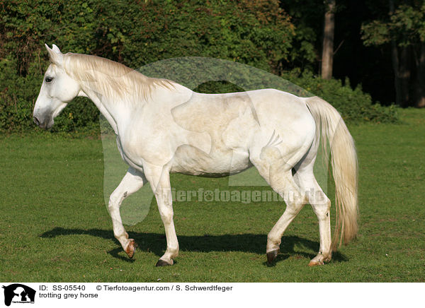 trabender Schimmel / trotting grey horse / SS-05540