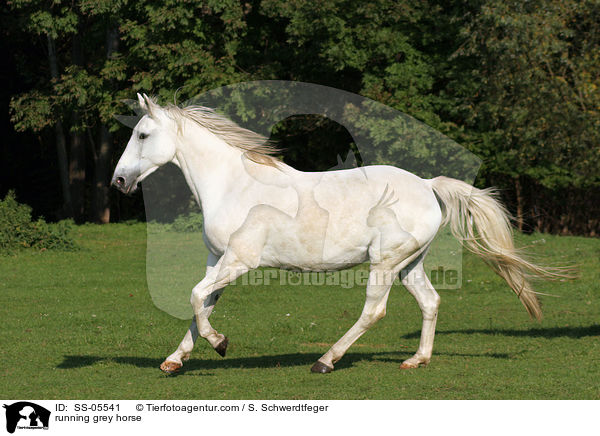 Schimmel im Galopp / running grey horse / SS-05541