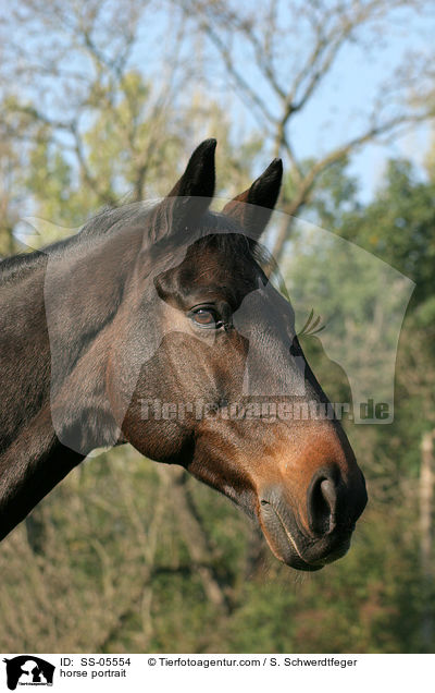 horse portrait / SS-05554