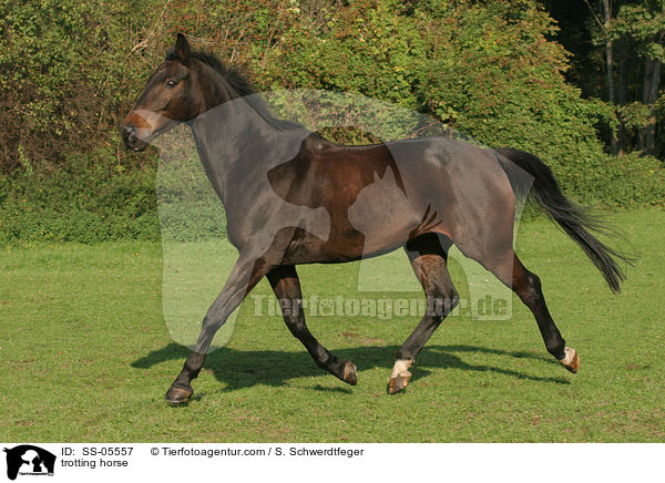 trotting horse / SS-05557