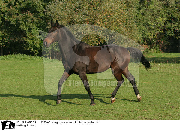 trotting horse / SS-05558