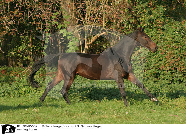 galoppierendes Pferd / running horse / SS-05559