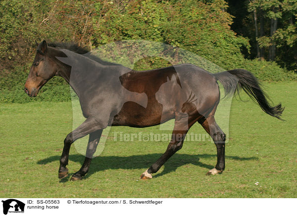 galoppierendes Pferd / running horse / SS-05563