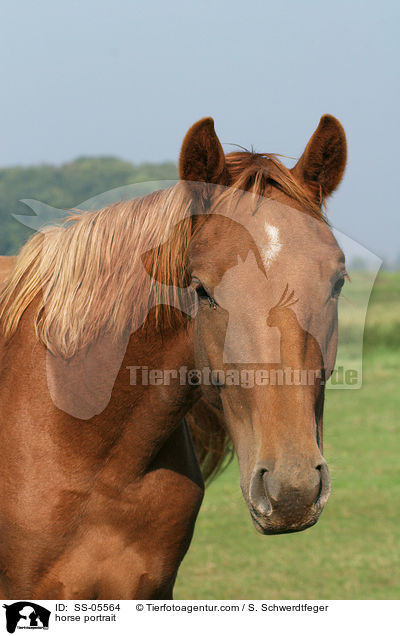 Fuchs im Portrait / horse portrait / SS-05564