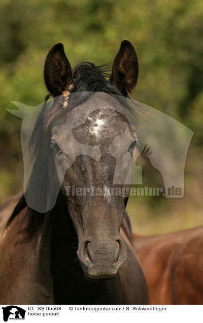 horse portrait / SS-05568