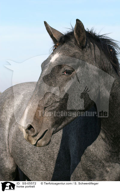 horse portrait / SS-05572