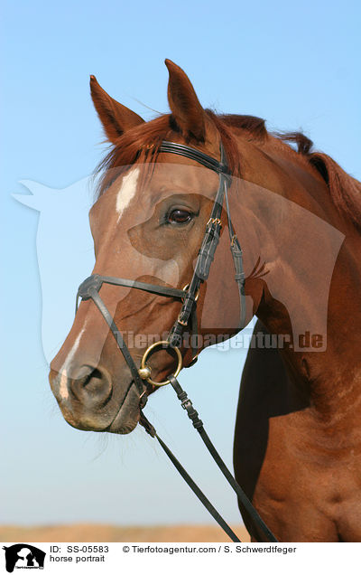 horse portrait / SS-05583