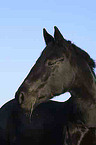 black horse