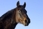 horse portrait