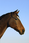 horse portrait